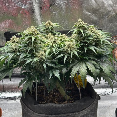 Wedding Cake 🍰 growlog timeline photo