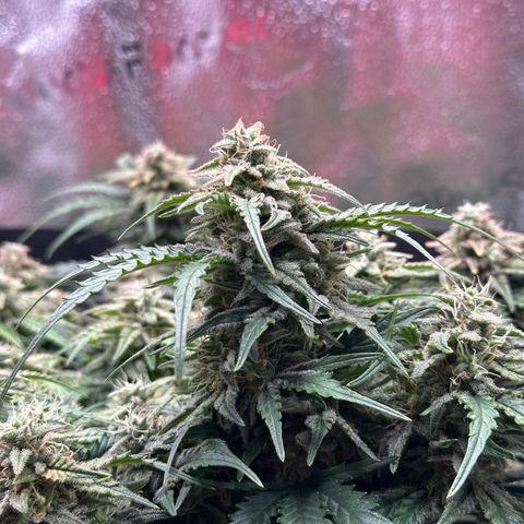 Wedding Cake 🍰 growlog timeline photo