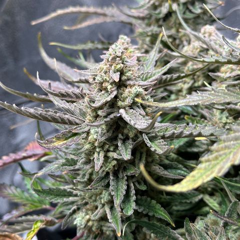 Medusa F1 growlog timeline photo
