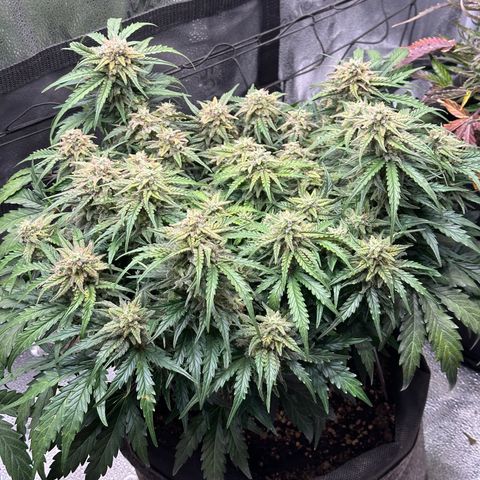 Wedding Cake 🍰 growlog timeline photo