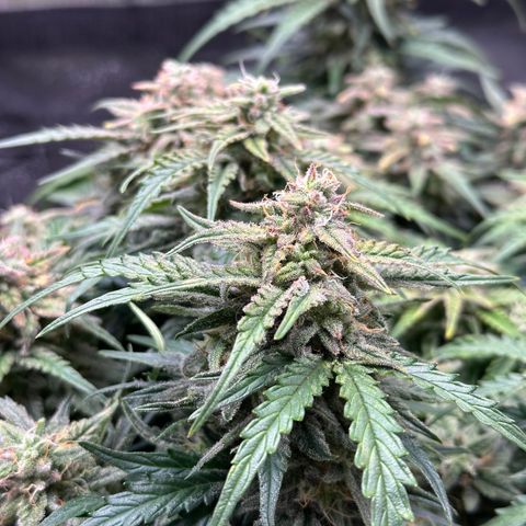 Wedding Cake 🍰 growlog timeline photo