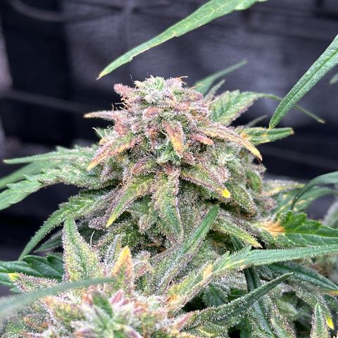 Wedding Cake 🍰 growlog timeline photo