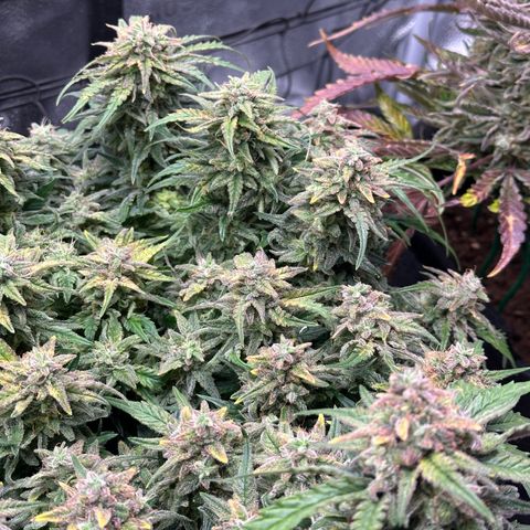 Wedding Cake 🍰 growlog timeline photo