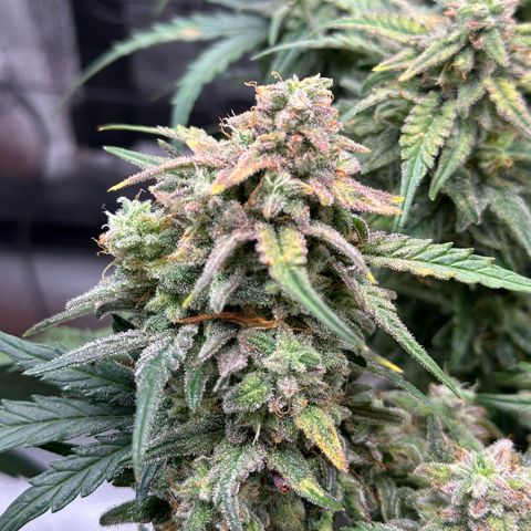 Wedding Cake 🍰 growlog timeline photo