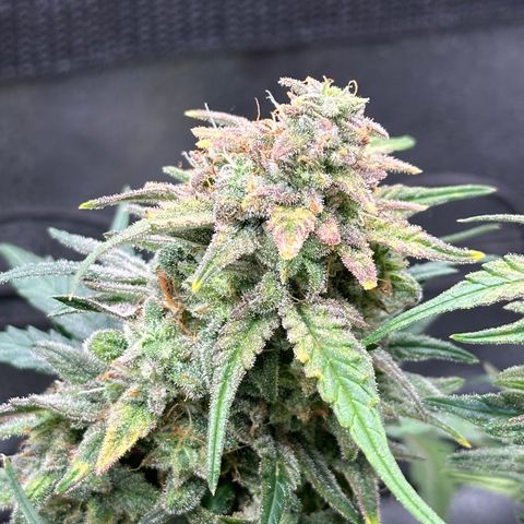 Wedding Cake 🍰 growlog timeline photo