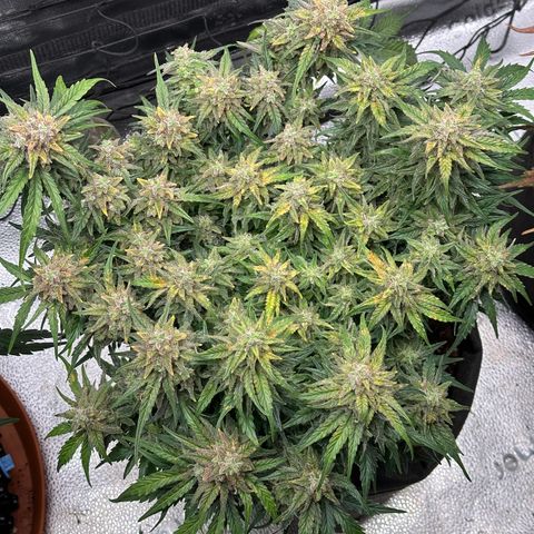 Wedding Cake 🍰 growlog timeline photo