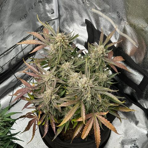 Medusa F1 growlog timeline photo