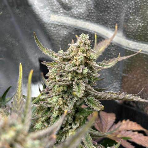 Medusa F1 growlog timeline photo