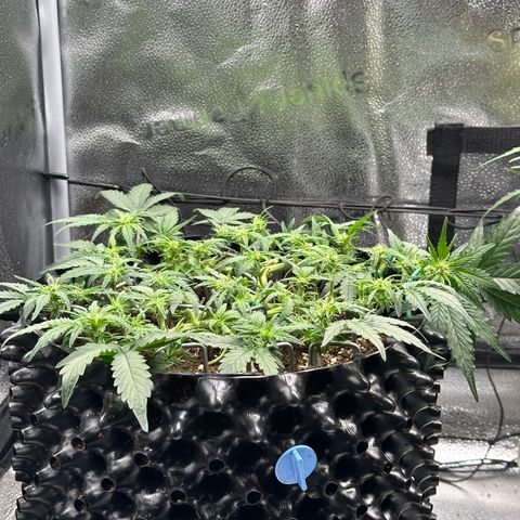 Triple G Automatic growlog timeline photo