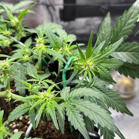 Triple G Automatic growlog timeline photo