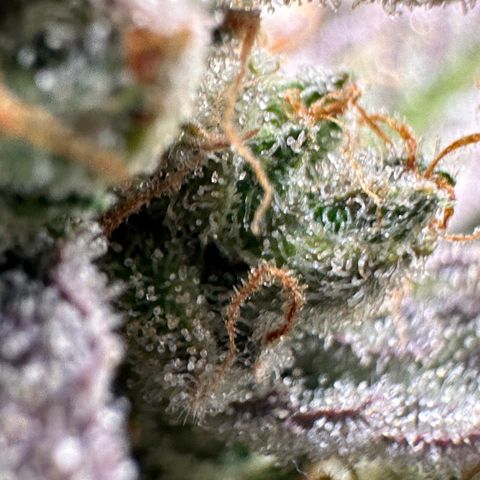 Medusa F1 growlog timeline photo