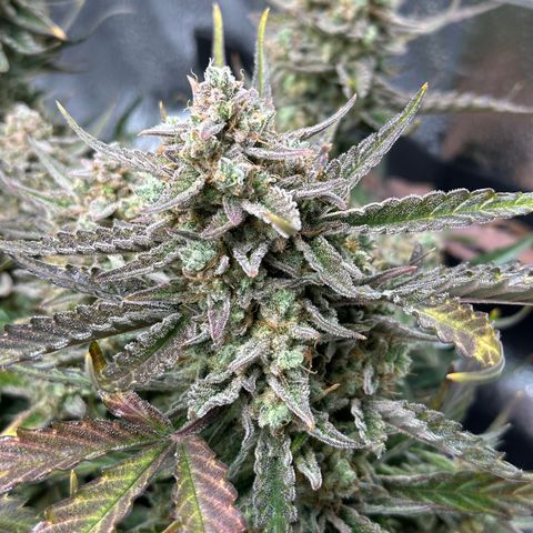 Medusa F1 growlog timeline photo