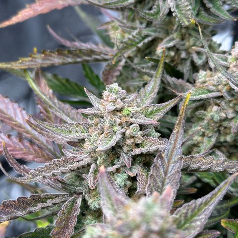 Medusa F1 growlog timeline photo