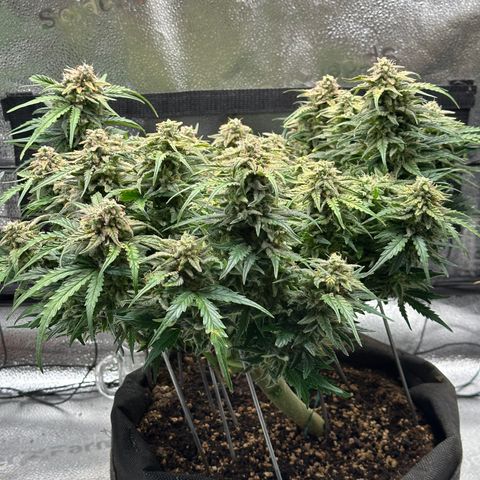 Wedding Cake 🍰 growlog timeline photo