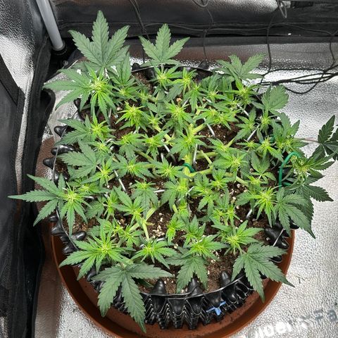 Triple G Automatic growlog timeline photo