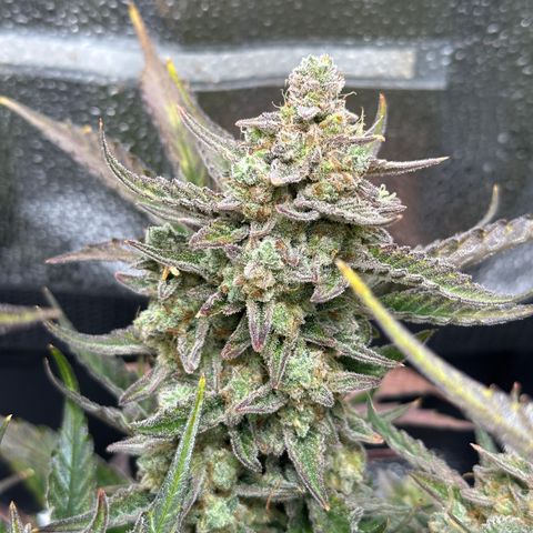 Medusa F1 growlog timeline photo