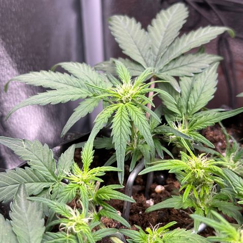 Triple G Automatic growlog timeline photo