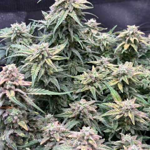 Wedding Cake 🍰 growlog timeline photo