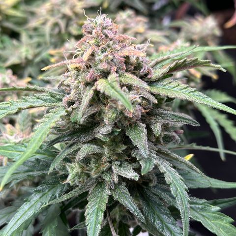 Wedding Cake 🍰 growlog timeline photo