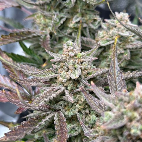 Medusa F1 growlog timeline photo