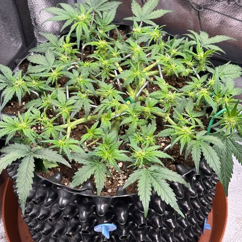 Triple G Automatic growlog timeline photo