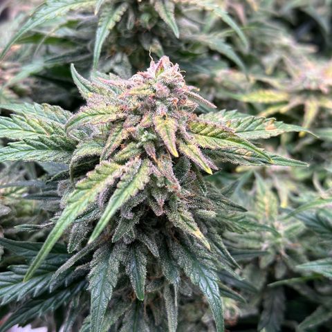 Wedding Cake 🍰 growlog timeline photo