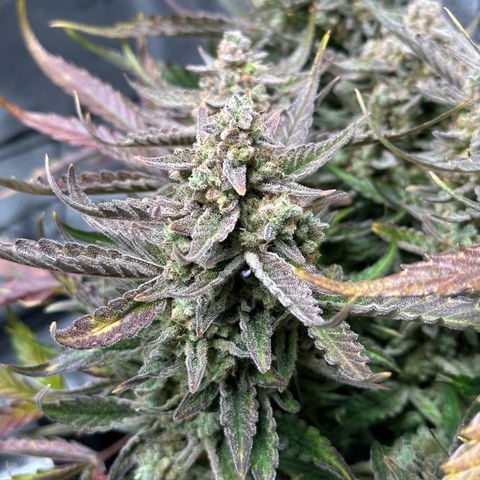 Medusa F1 growlog timeline photo