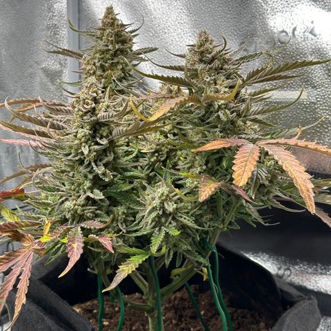 Medusa F1 growlog timeline photo