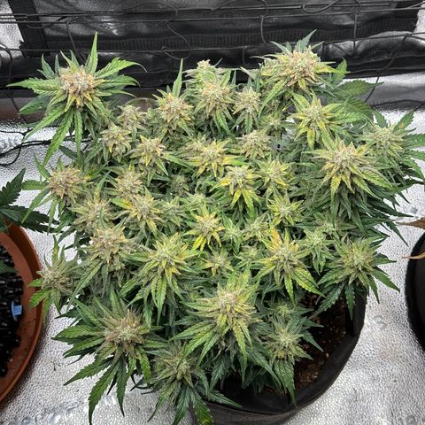Wedding Cake 🍰 growlog timeline photo