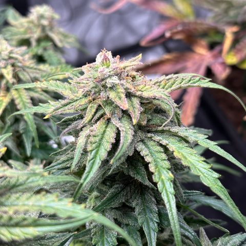 Wedding Cake 🍰 growlog timeline photo