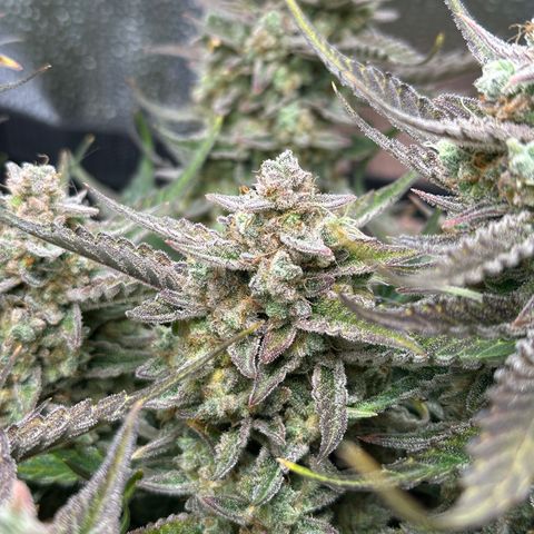 Medusa F1 growlog timeline photo