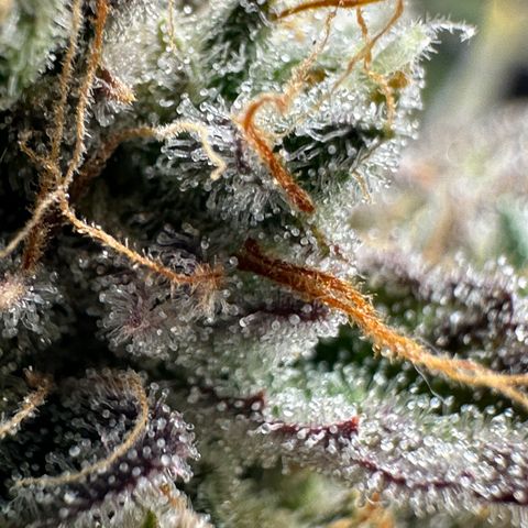 Medusa F1 growlog timeline photo