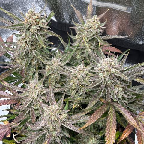 Medusa F1 growlog timeline photo