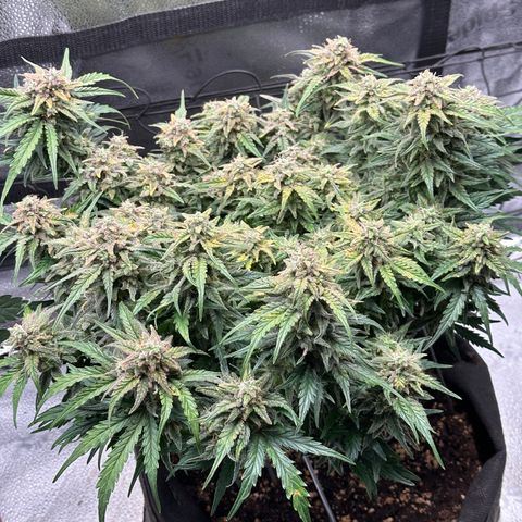 Wedding Cake 🍰 growlog timeline photo