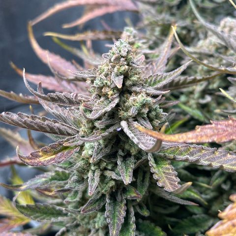 Medusa F1 growlog timeline photo