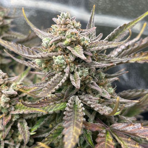 Medusa F1 growlog timeline photo