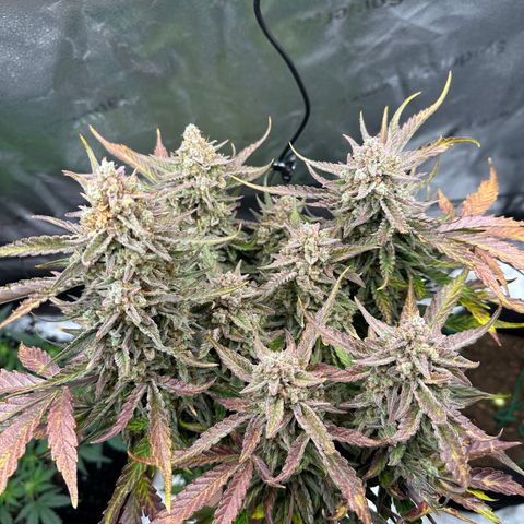 Medusa F1 growlog timeline photo