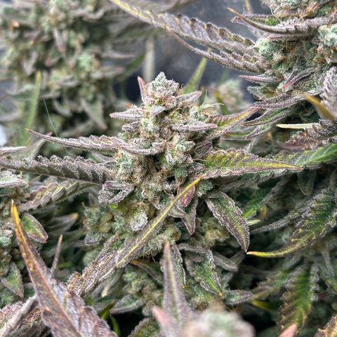 Medusa F1 growlog timeline photo