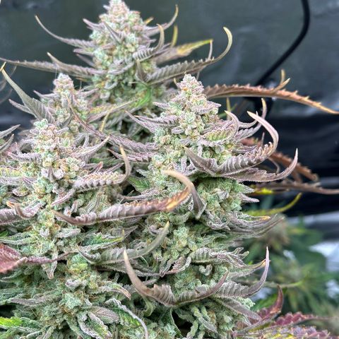 Medusa F1 growlog timeline photo