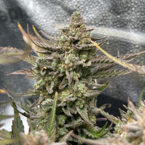 Medusa F1 growlog timeline photo