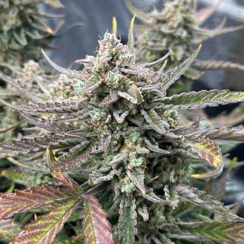 Medusa F1 growlog timeline photo