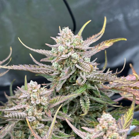 Medusa F1 growlog timeline photo