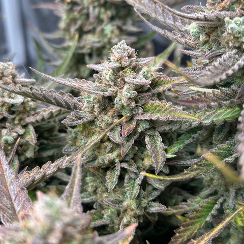 Medusa F1 growlog timeline photo