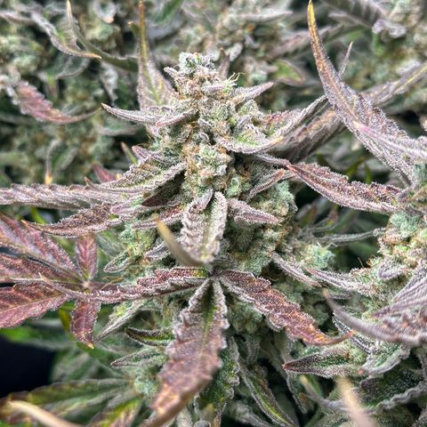 Medusa F1 growlog timeline photo