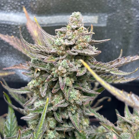 Medusa F1 growlog timeline photo