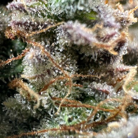 Medusa F1 growlog timeline photo