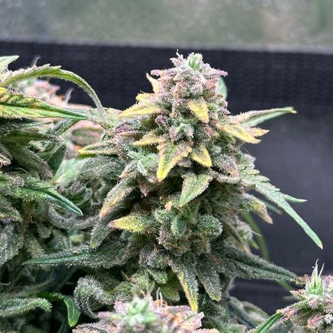 Wedding Cake 🍰 growlog timeline photo
