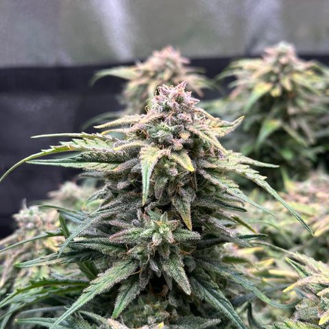Wedding Cake 🍰 growlog timeline photo