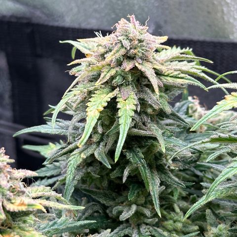 Wedding Cake 🍰 growlog timeline photo