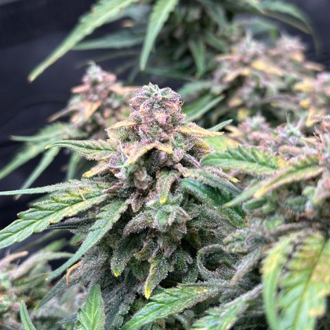 Wedding Cake 🍰 growlog timeline photo